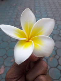 Close-up of hand holding flower