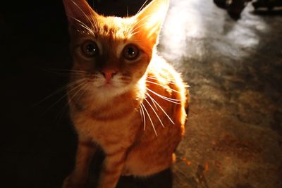 Close-up portrait of cat