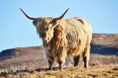 Highland cattle on grassy field