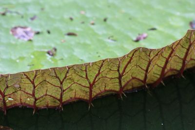 Close-up of leaves