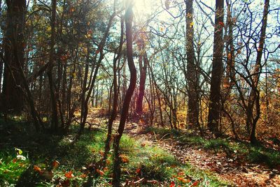 Trees in forest against sky