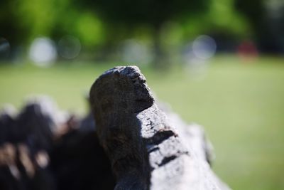 Close-up of wood on rock