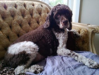 Cat lying on the ground