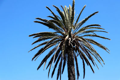 Low angle view of palm tree against clear blue sky