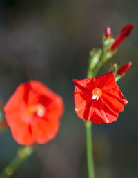 Close-up of red flower