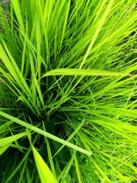 Full frame shot of grass on field