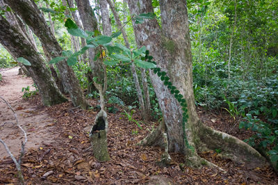 Dead tree in forest