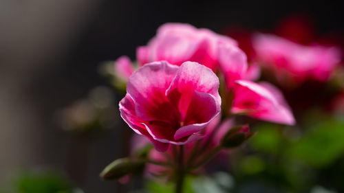 Close-up of pink rose flower