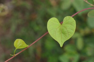 Close-up of heart shape leaf