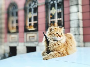 Cat looking away while sitting on window