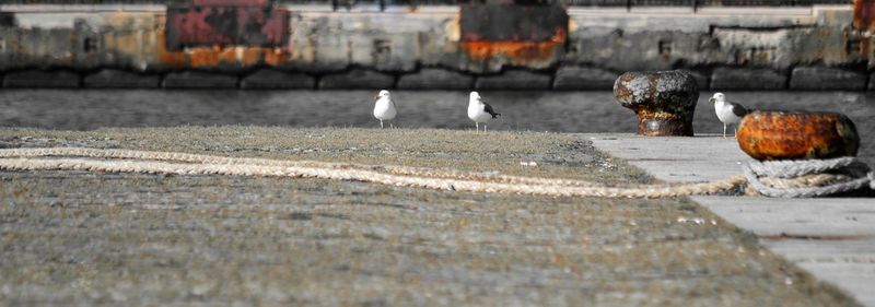 View of a bird