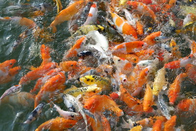 Fish swimming in sea