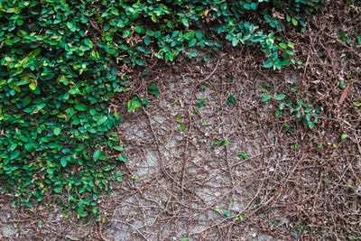 High angle view of ivy growing on field