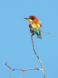 Low angle view of bird perching against clear blue sky