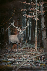 Deer in a forest