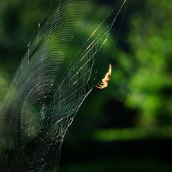 Close-up of spider on web