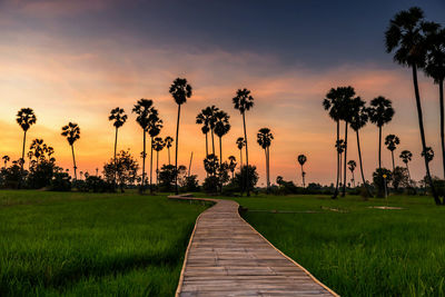 Palm trees on field against sky during sunset