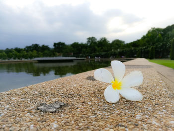Close-up of white frangipani on pebbles in lake against sky