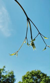 Low angle view of plant against clear blue sky