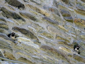 Low angle view of birds on rock