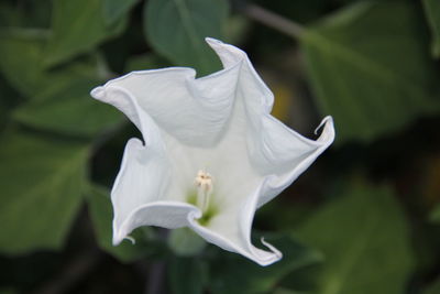 Close-up of white flower blooming outdoors