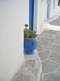 Close-up of plants