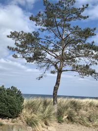 Tree on field against sky