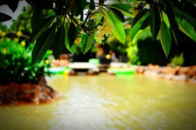 Close-up of fresh green plants in water