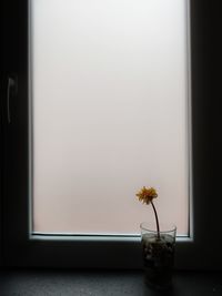 Minimal photo of a yellow flower by the window