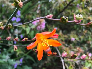 Close-up of flowers blooming outdoors