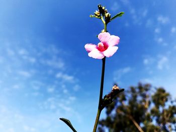 Low angle view of pink flowers against sky