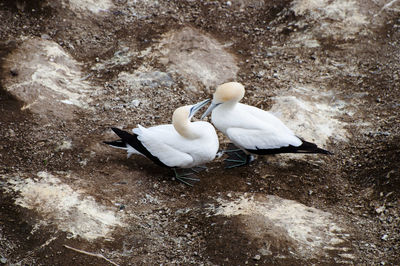 High angle view of swans in lake