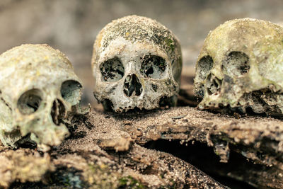 Close-up of human skulls in sulawesi