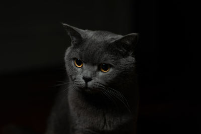 Close-up of cat looking away