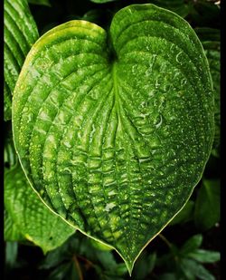 Close-up of leaves