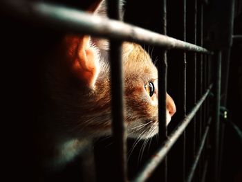 Close-up of lizard in cage