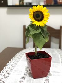 Close-up of yellow flower pot on table