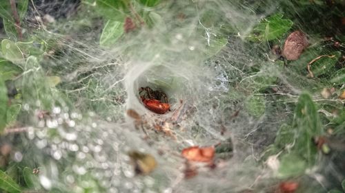 High angle view of spider on web