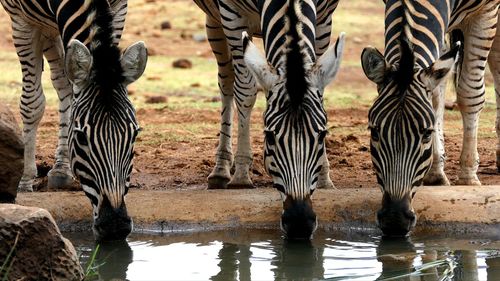 View of zebras drinking water at zoo