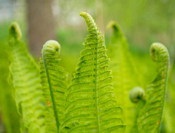 Close-up of fern leaves