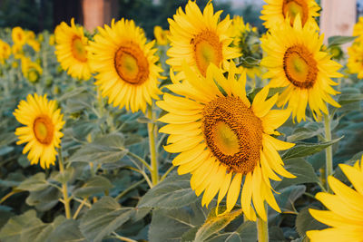 Close-up of yellow sunflowers