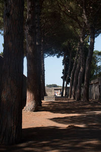 Trees by built structure against sky