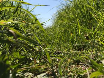 Close-up of grass growing on field