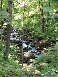 Stream flowing through forest