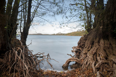 Scenic view of lake against trees in forest