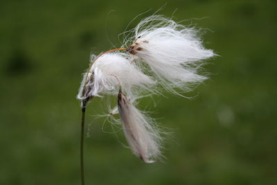 Close-up of white flower