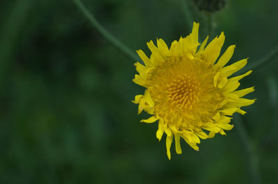 Close-up of yellow flowering plant