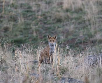 Fox standing on field