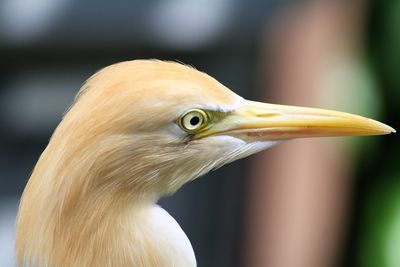 Close-up of bird