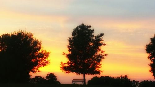 Silhouette of trees at sunset